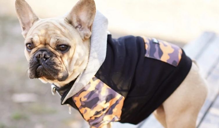What makes the French Bulldog A Perfect Choice for You