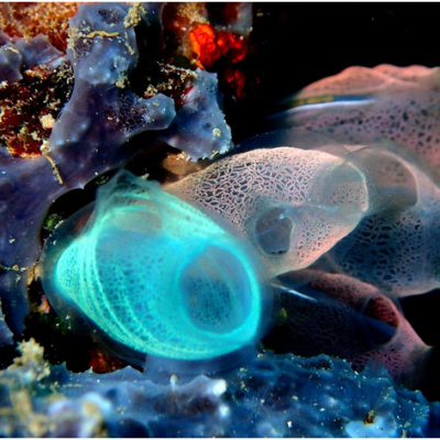 Bunaken National Park, Amazing Underwater Nature in Manado