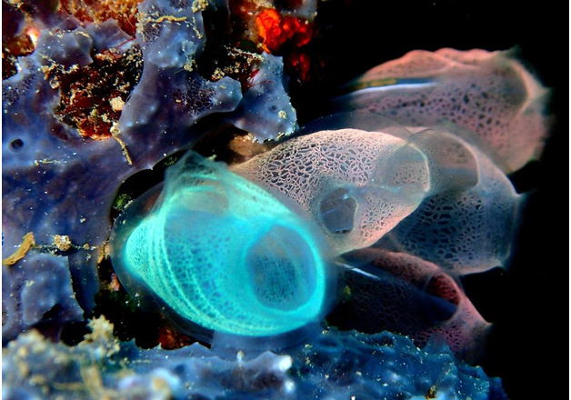 Bunaken National Park, Amazing Underwater Nature in Manado