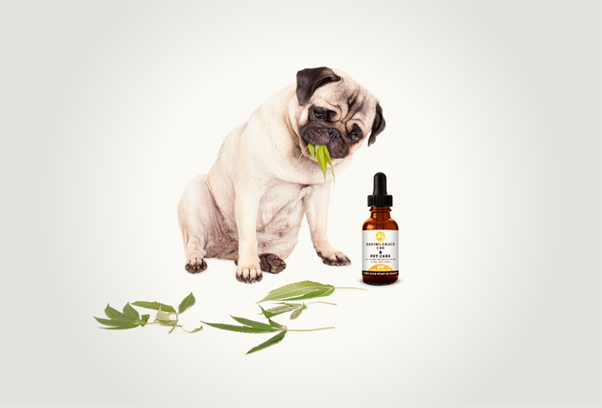 What to Look for in CBD Product for Pet