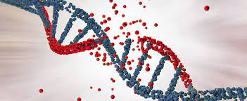 Understanding the Role of Genetics in Disease Risk and Prevention