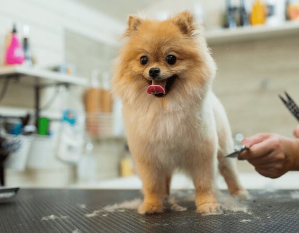 What’s in a groom? Exploring the Essentials of Doggy Grooming
