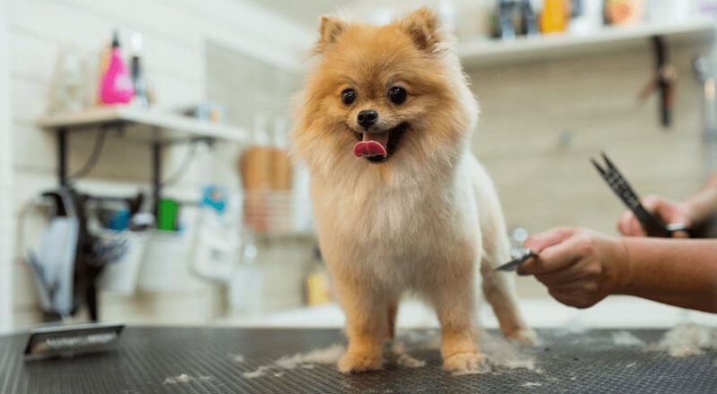 What’s in a groom? Exploring the Essentials of Doggy Grooming